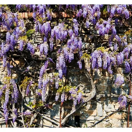 Oasi アッチャロリ